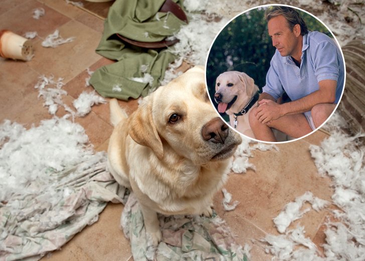 Not Friendly Dog Breeds That Might Cause Great Damage To