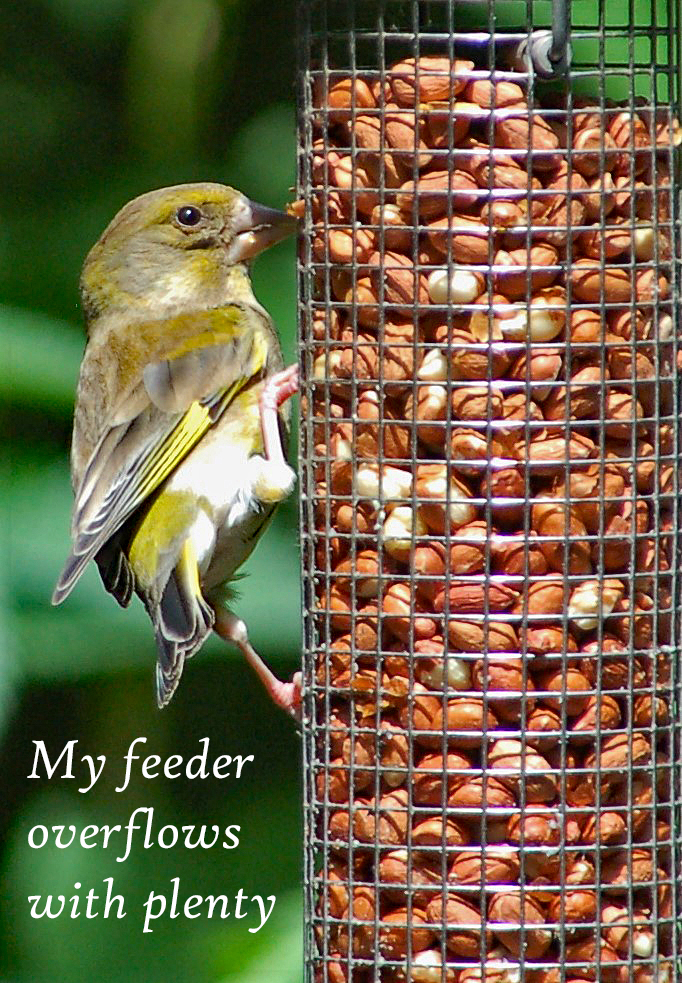 Feasting Greenfinch Look, See, Pray The Reflectionary