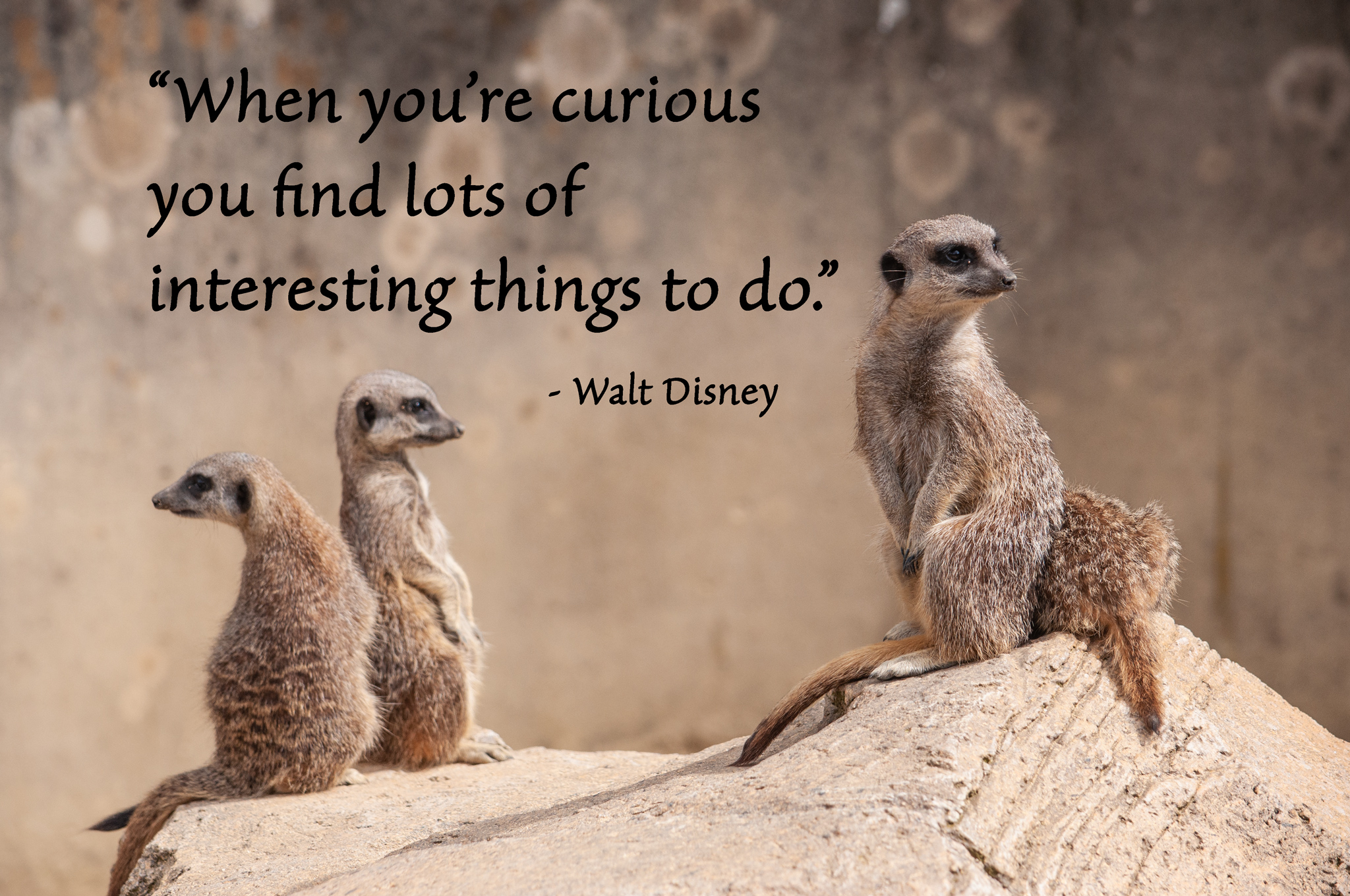 Curious? Look, See, Pray The Reflectionary