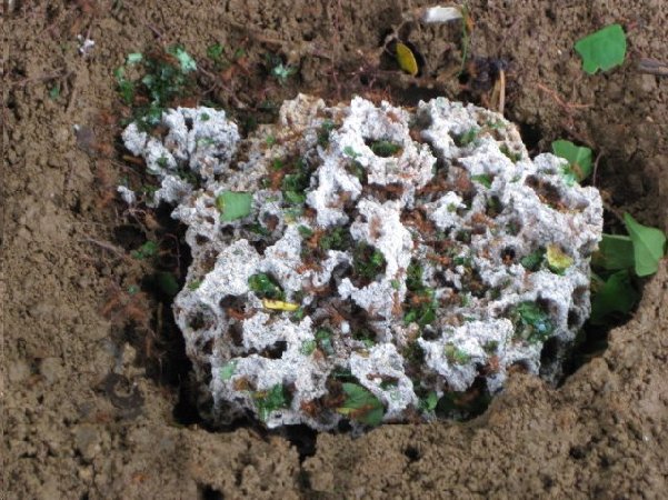 Leaf cutting ants nest Reforest The Tropics