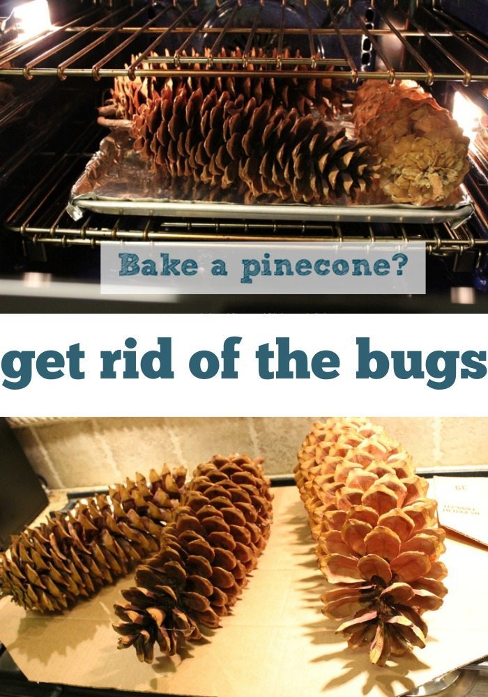 How to Bake Pinecones (and Why) Refresh Restyle