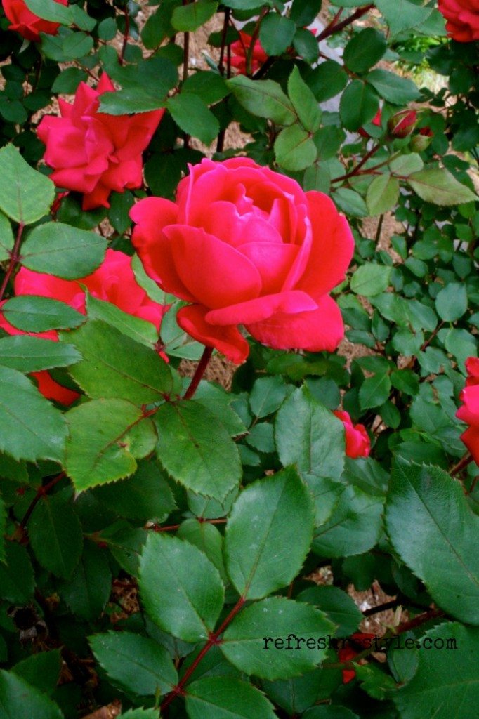 Fiddle Leaf Fig, Knock Out Rose and the Hydrangea Refresh Restyle