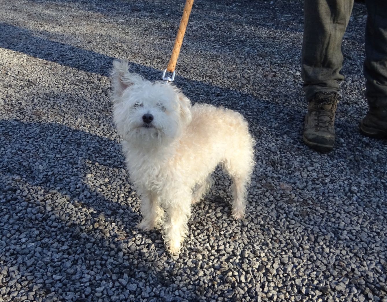 PILOU Bichon maltais Chiens