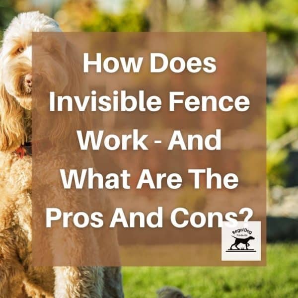 How Does Invisible Fence Work What Are The Pros And Cons?