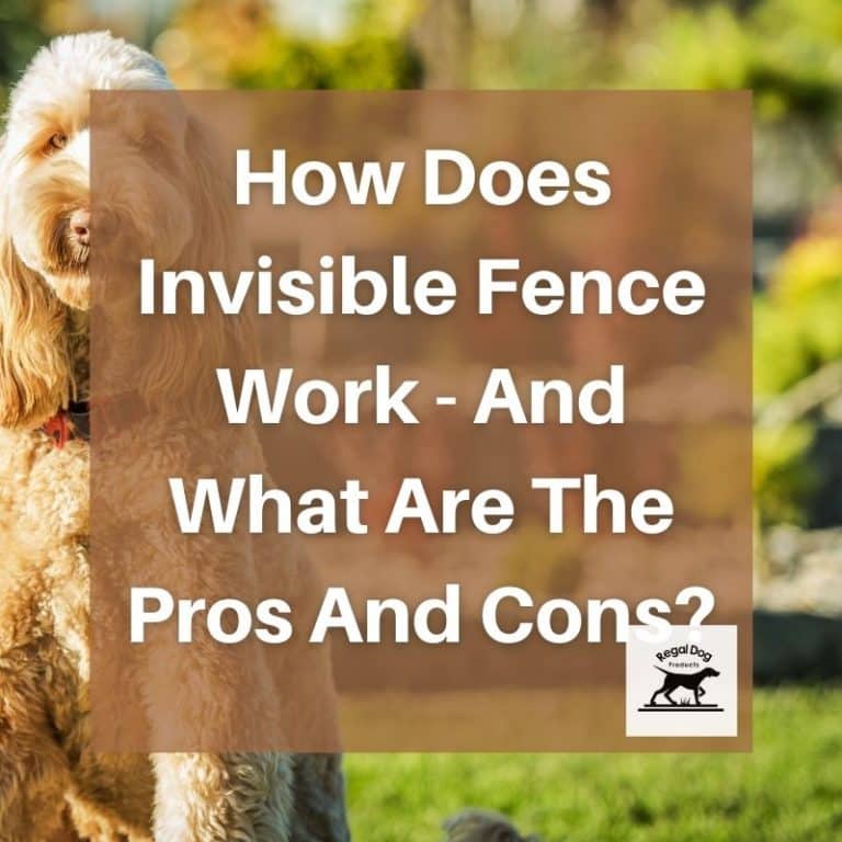 How Does Invisible Fence Work What Are The Pros And Cons?