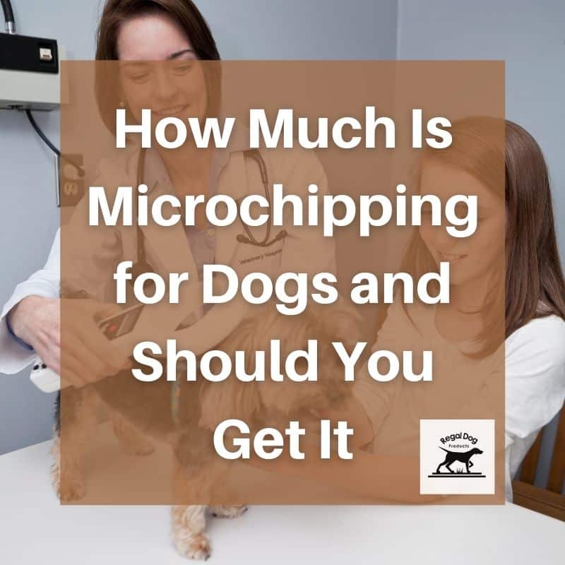 How Much Is Microchipping for Dogs and Should You Get It?