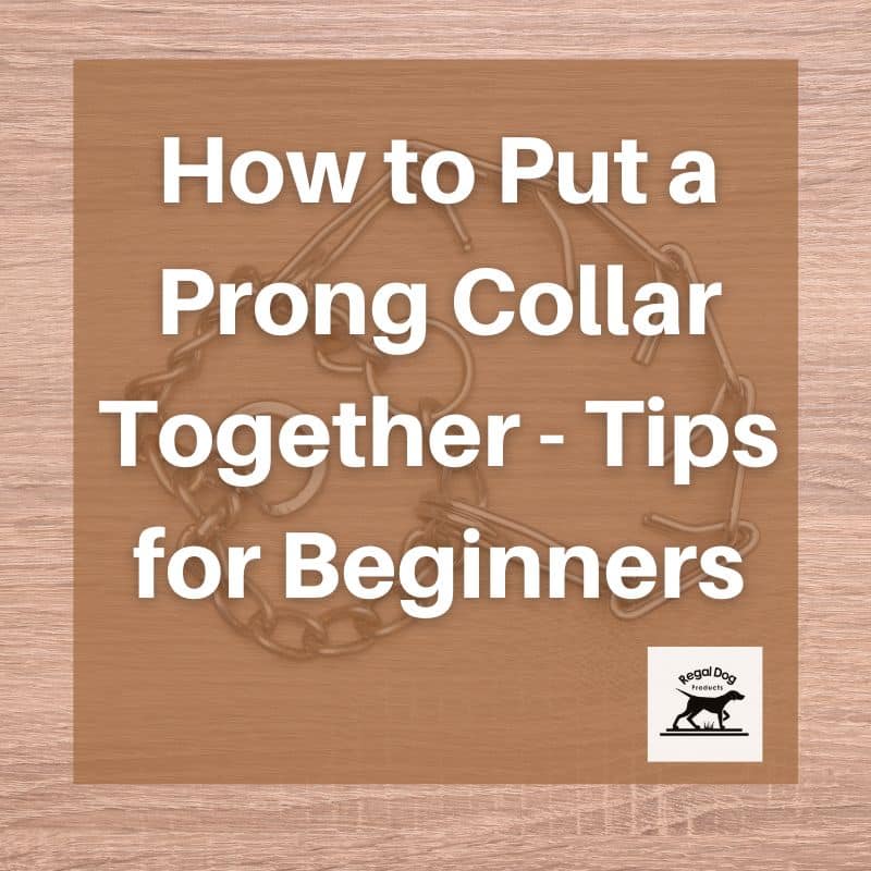 How to Put a Prong Collar Together Tips for Beginners