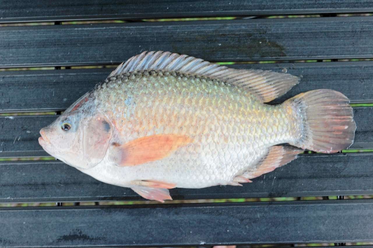 Dari Mesir, Amerika sampai Indonesia, Ini NegaraNegara Tempat Ikan