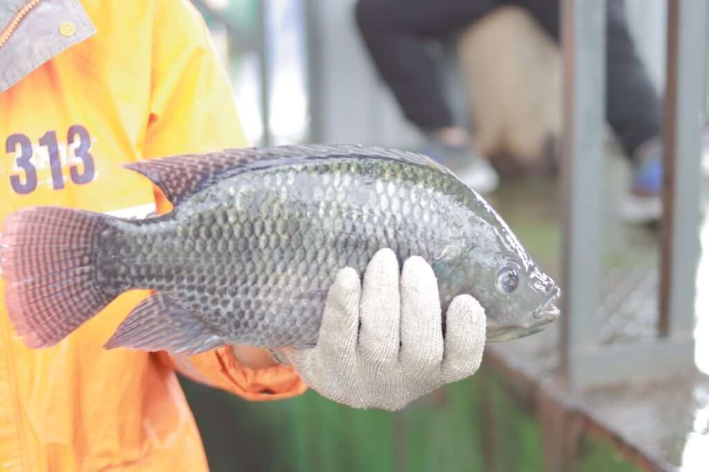 The Tilapia Fish Characteristics, Cultivation, Meat, and Nutritional