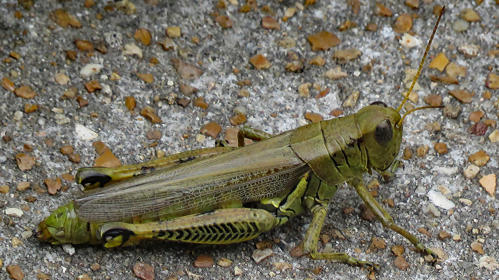 Kind of Cold for Crickets RegenAxe