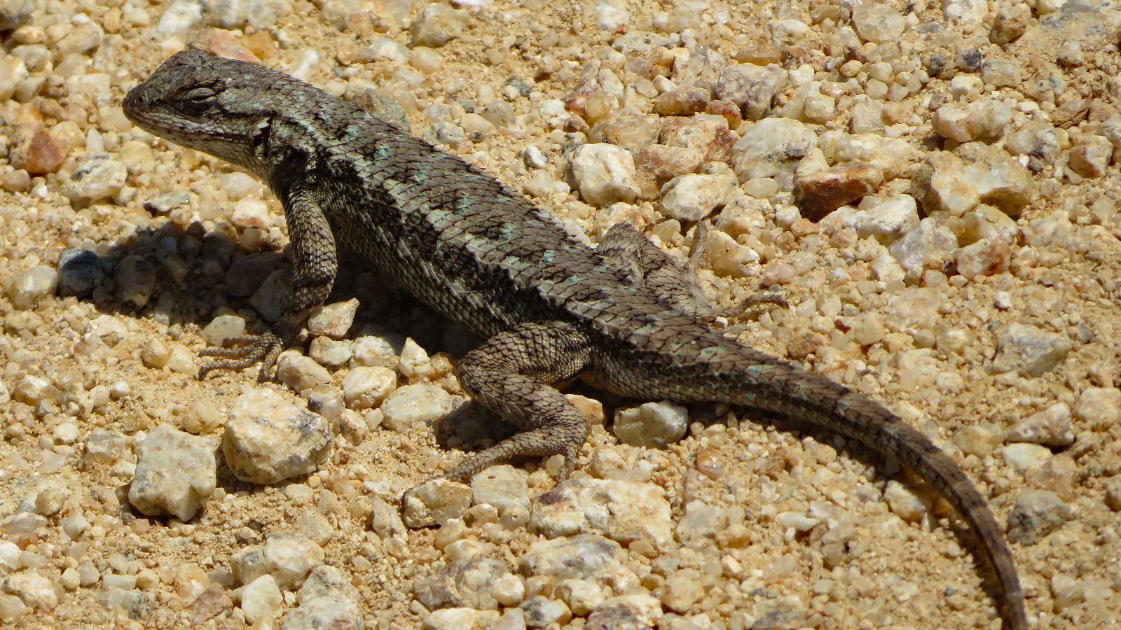 Western Fence Lizard RegenAxe