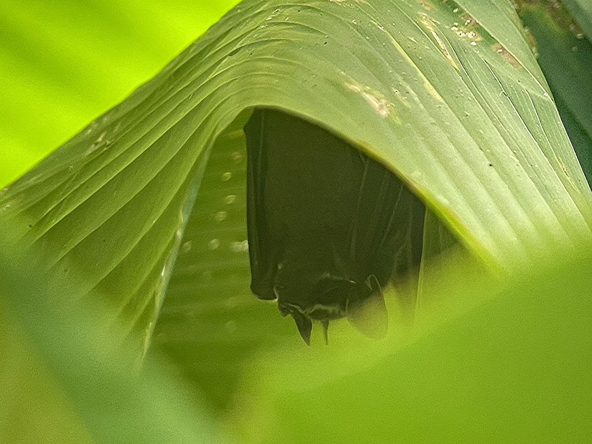 TentMaking Bat by RegenAxe