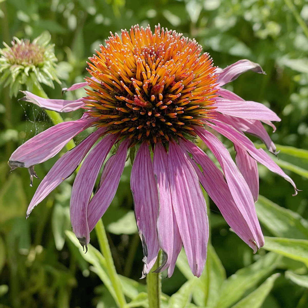 Pink Cone Flower RegenAxe