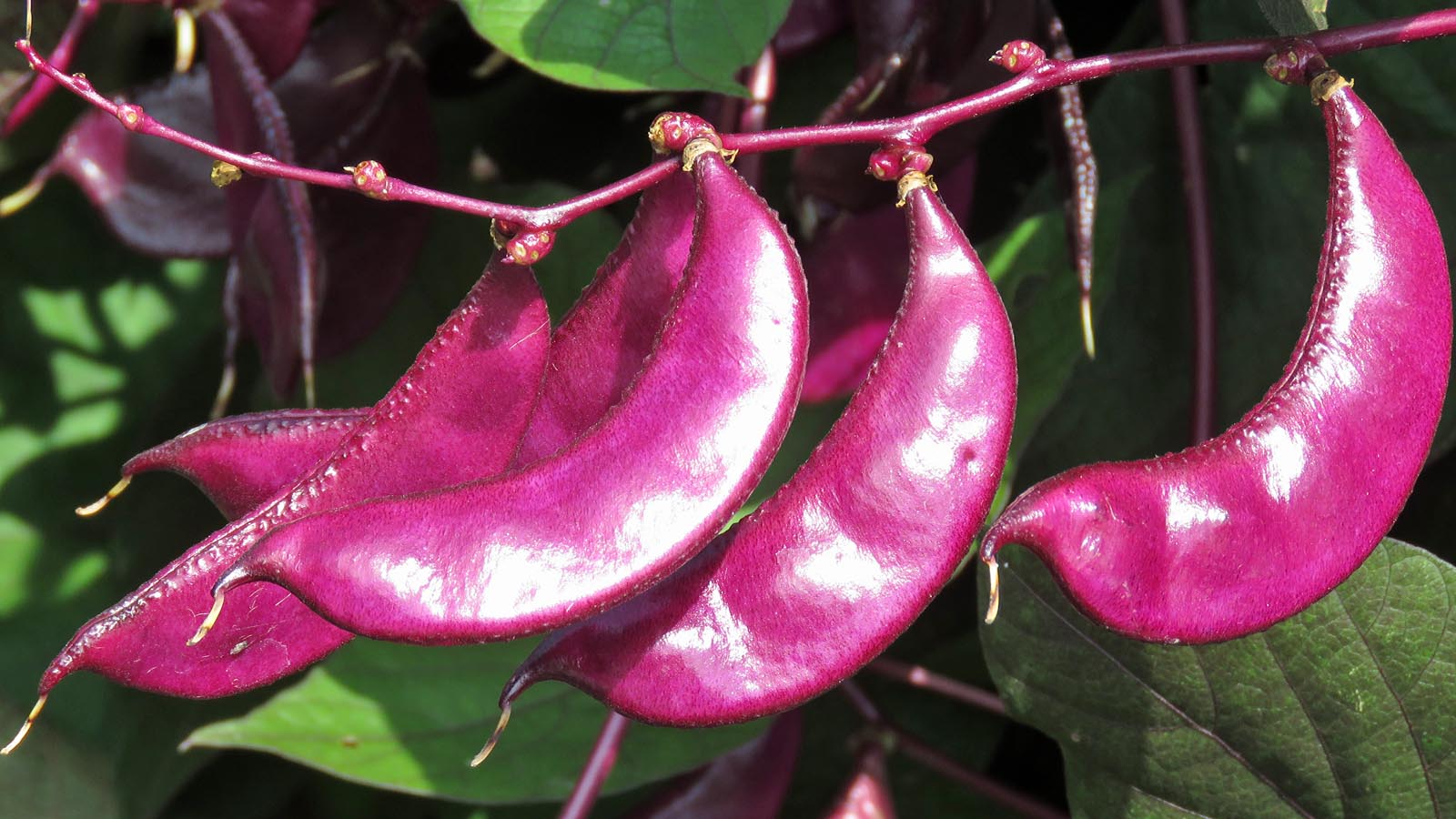 Hyacinth Beans RegenAxe