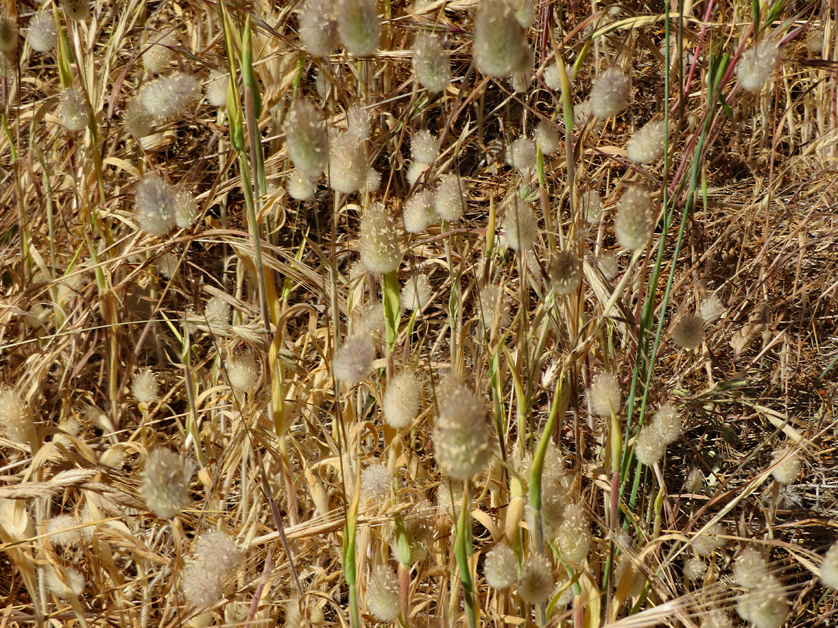 Bunny Tail Grass RegenAxe