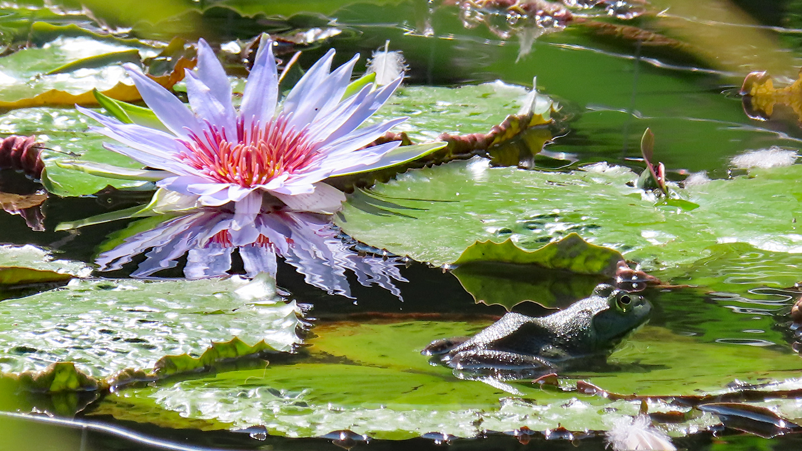 Frog and Lily RegenAxe