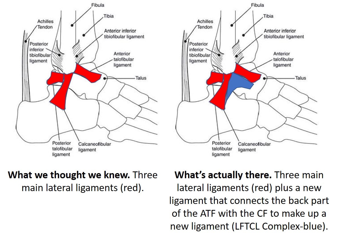 torn ankle ligament surgery the hammer and the nail effect