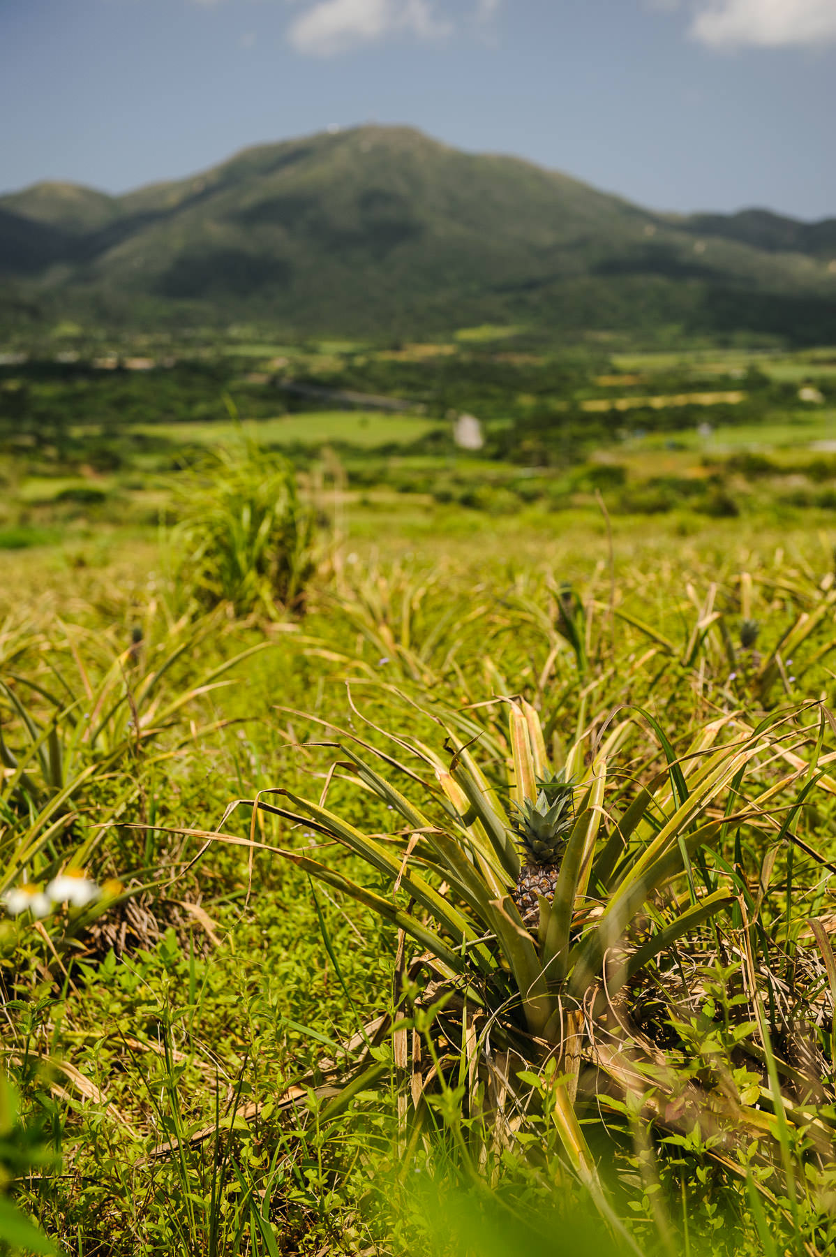 Jeffrey Friedl's Blog » Photos of Farming in Japan for Captain Bill