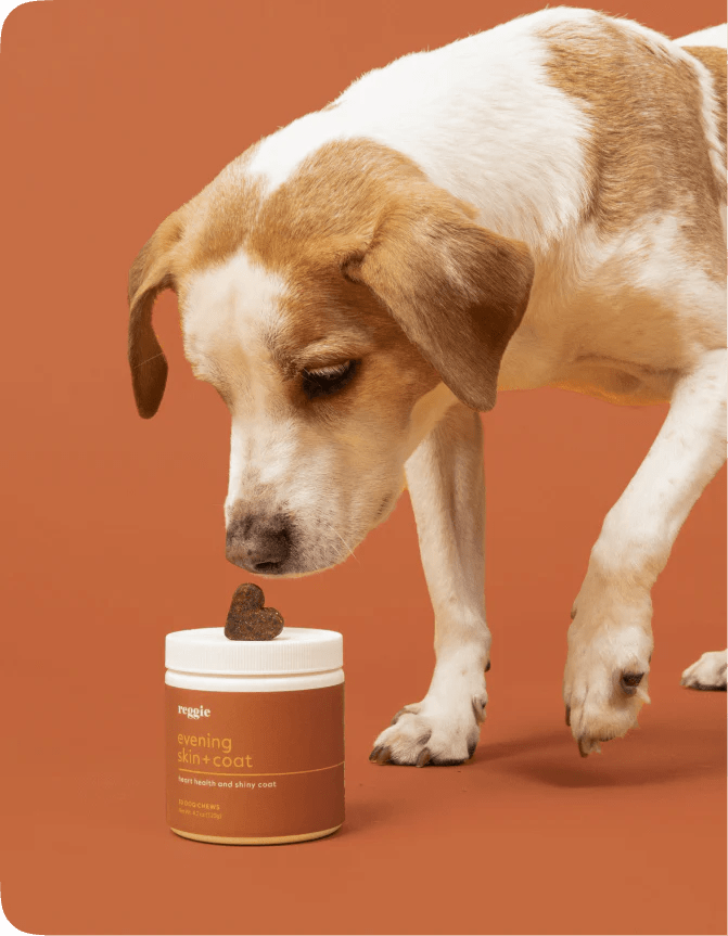 What Helps A Dogs Coat