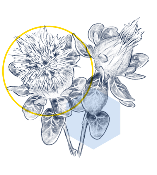 Essential Fatty Acids Regimen Lab