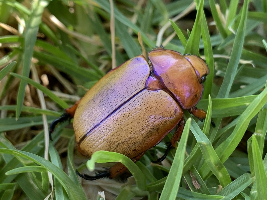 How long since you've seen Christmas beetles at your place? Region