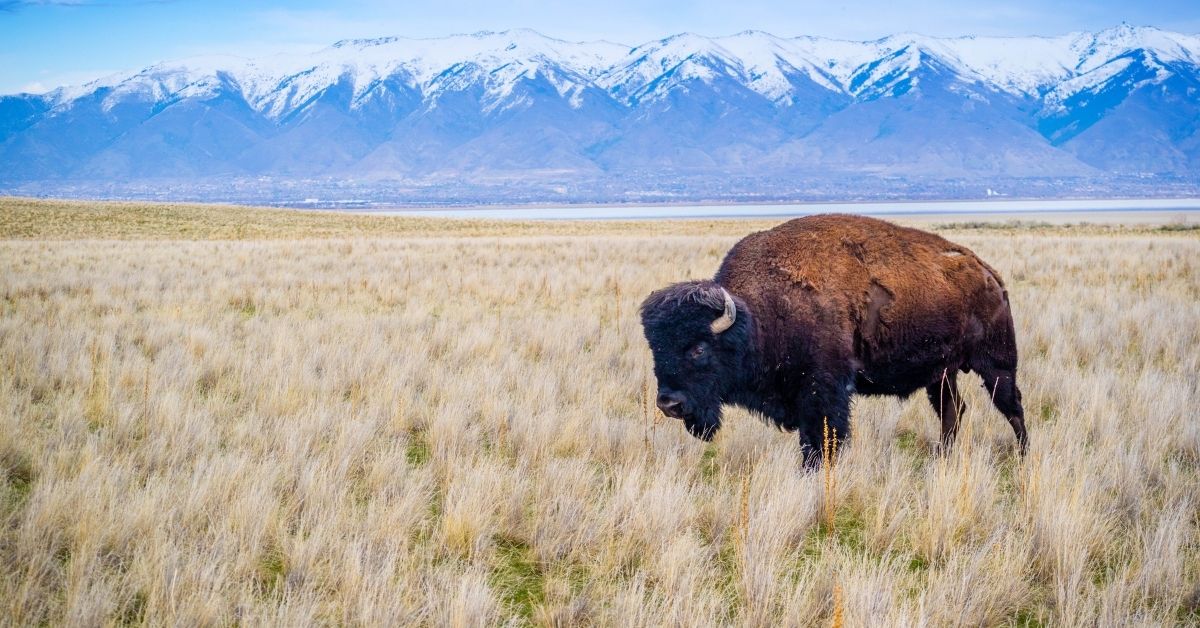 Registered Agent Utah The Best Services Reviewed