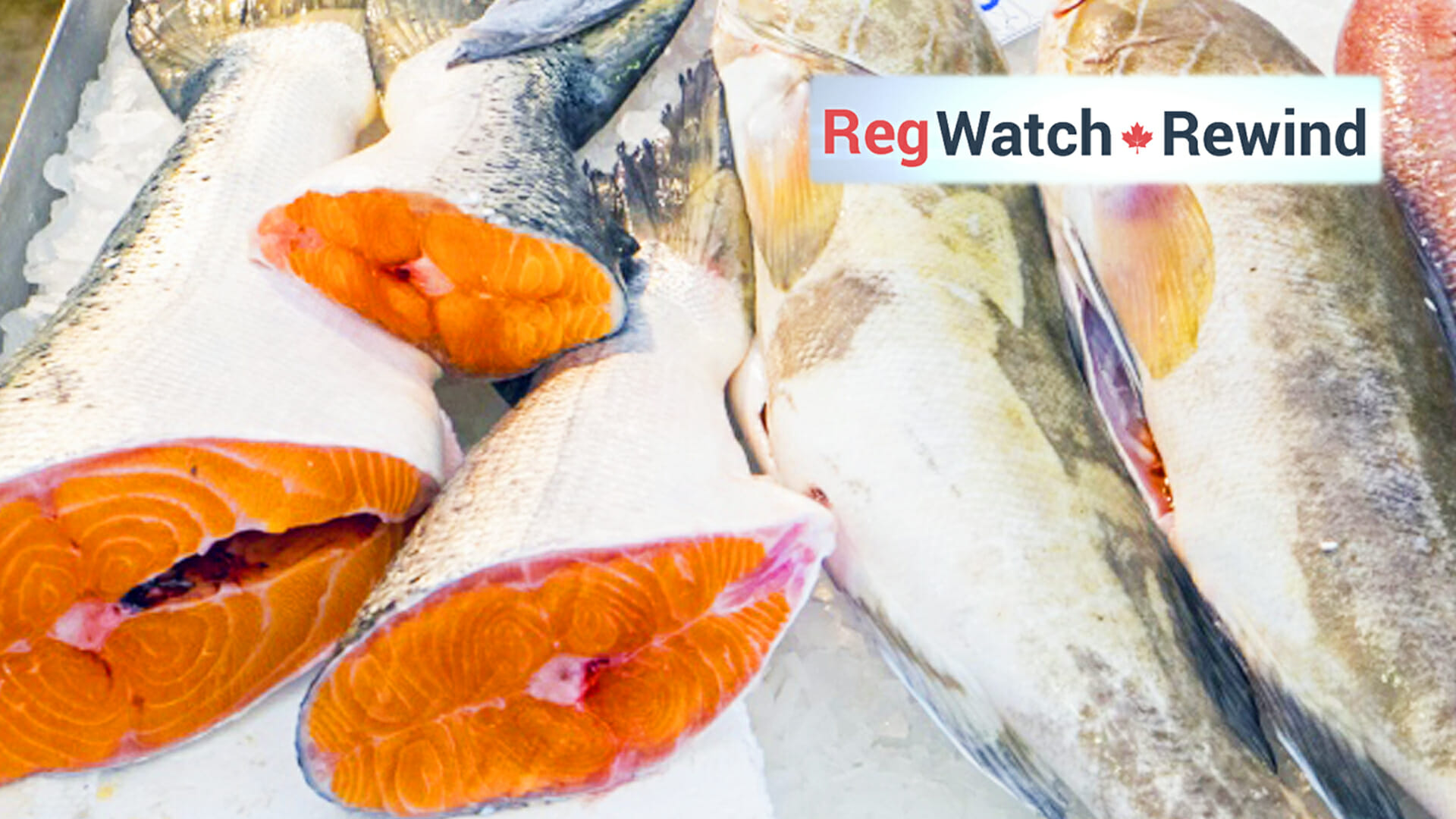 Sale of modified salmon in Canada alarms environmentalists