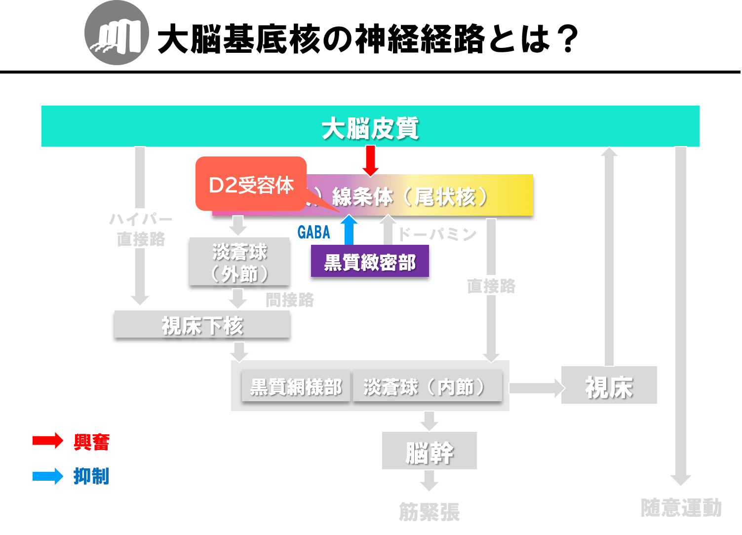 大脳基底核の経路は運動にどう関るのか？直接路・間接路・ハイパー直接路を図を使ってわかりやすく解説！ リハアイデア
