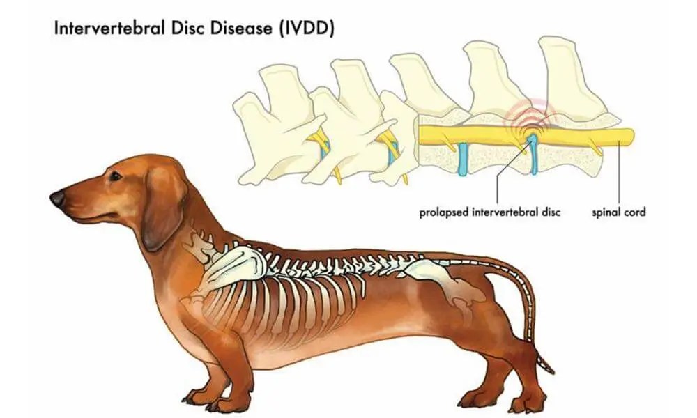 What is IVDD in Dogs? RehabVet Clinic