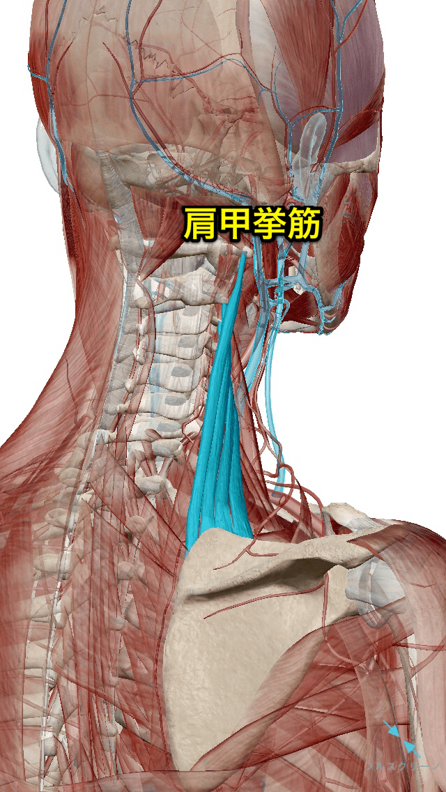 『首の痛み』を引き起こす代表的な6つの筋肉とトリガーポイント リハビリテーションコンサルタント