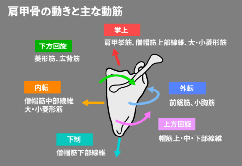 肩甲上腕リズムが崩れる 上肢帯の固定力が低下 Rehatora Net 肩甲上腕リズムが崩れる 上肢帯の固定力が低下 Rehatora Net