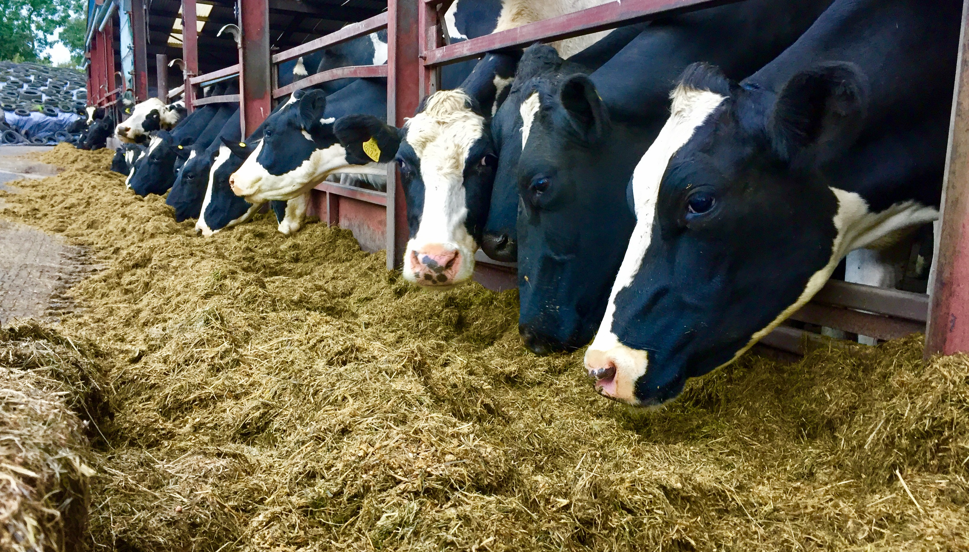 Reid Feeds Dairy Blends