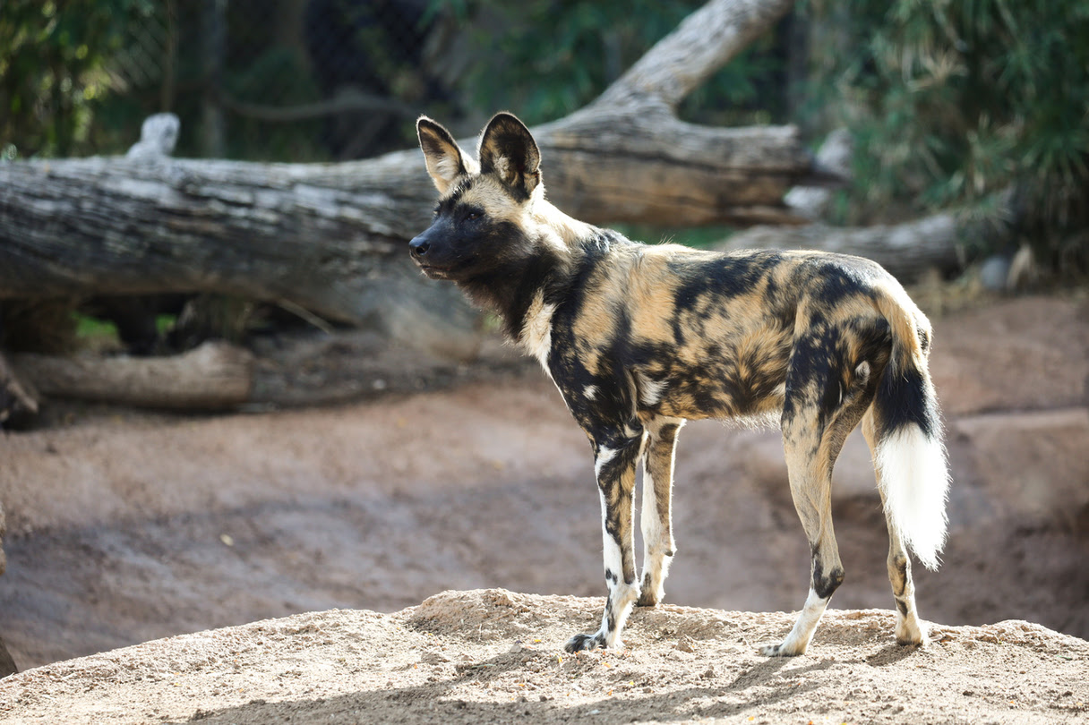 African Wild Dogs Are New at Reid Park Zoo Reid Park Zoo