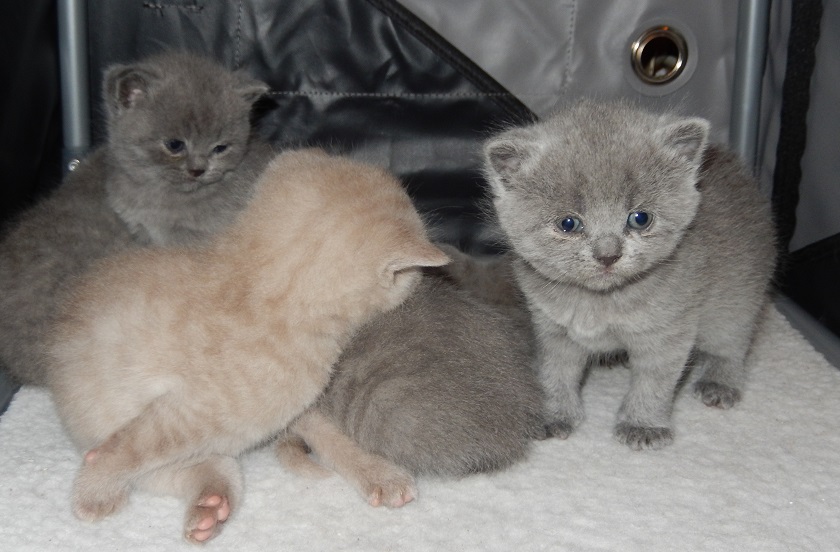 BKH Kitten 3 Wochen alt Lieblingstier