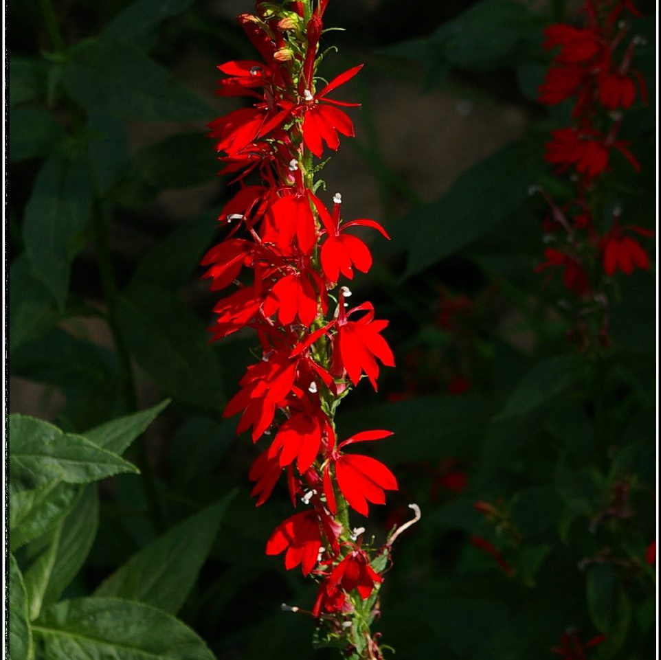 Cardinal Flower