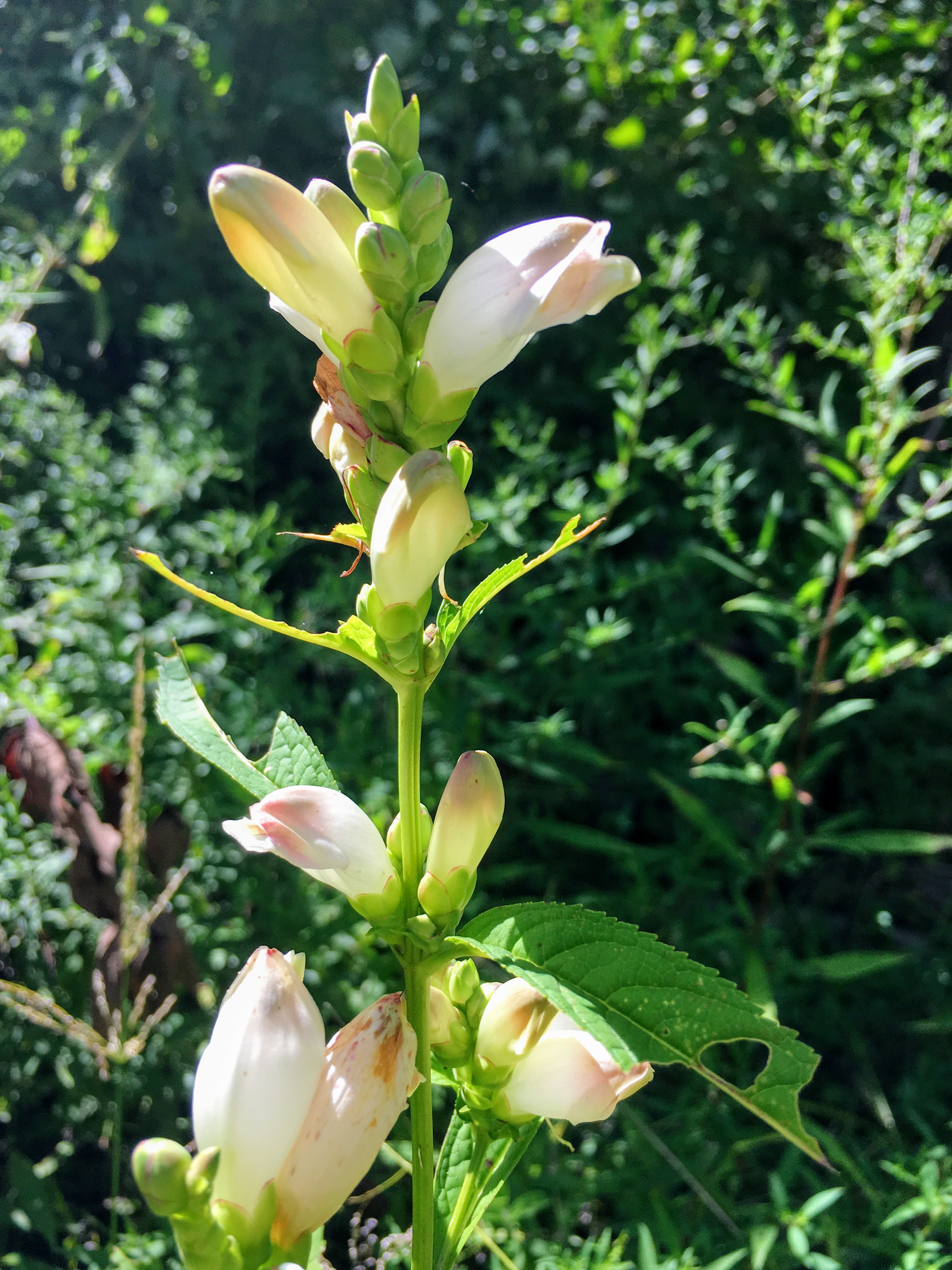 White Turtlehead