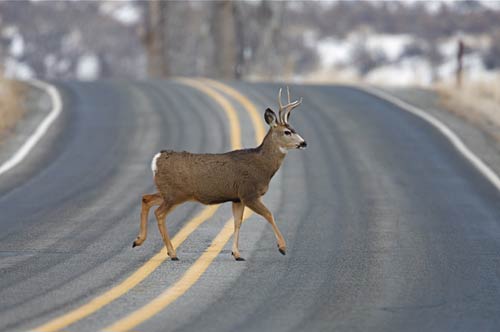 You hit a deer; do you have the coverage to cover the damage.