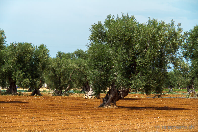 ApulienRundreise Zwei Wochen Masseria und Mietwagen