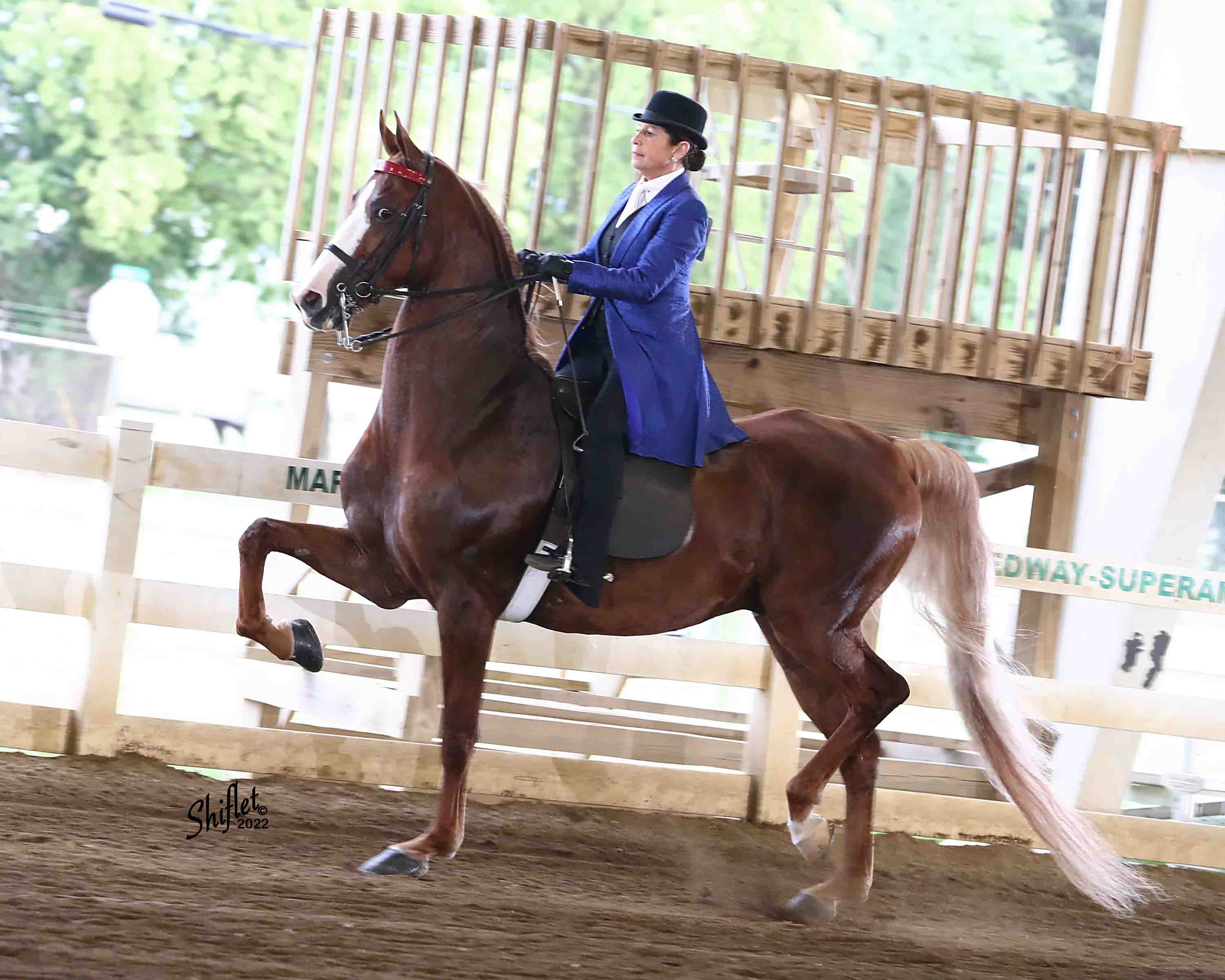 American Saddlebred Horses For Sale Simpsonville, Kentucky