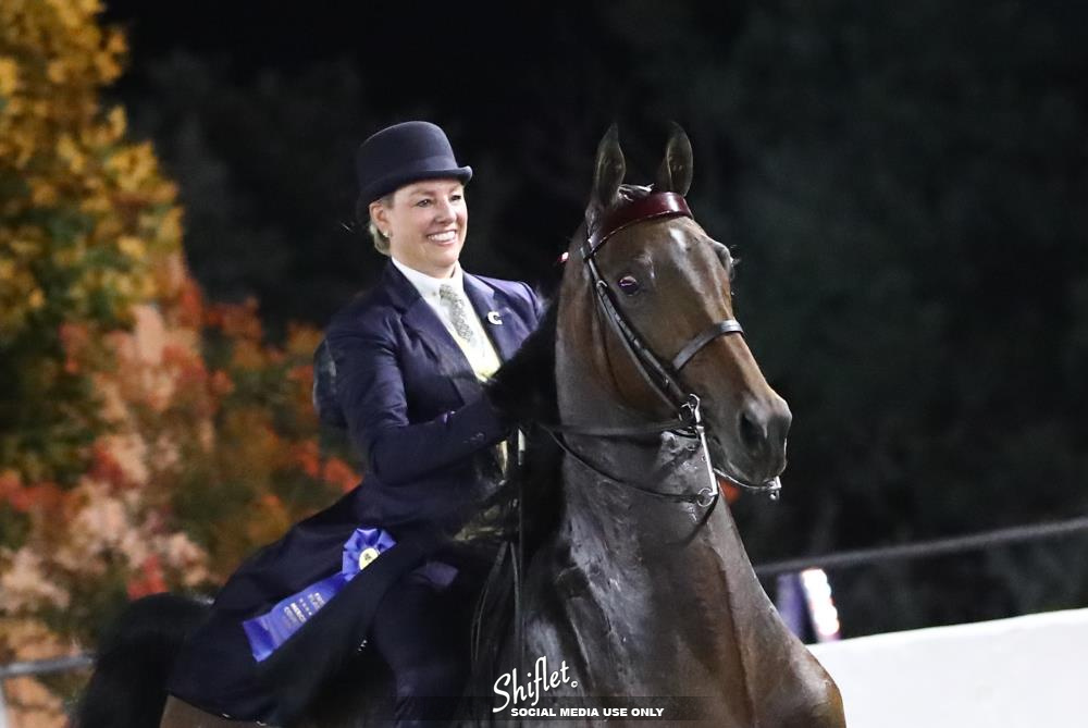 American Saddlebred Horses For Sale Simpsonville, Kentucky