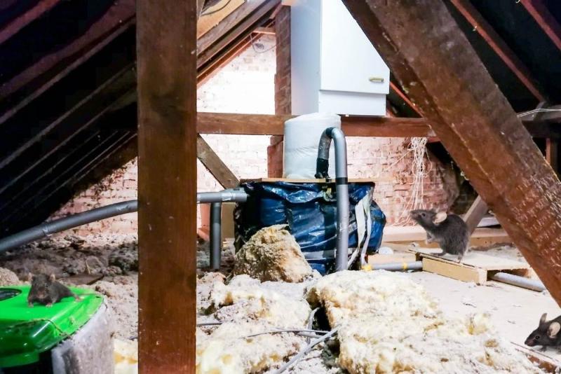 Consider Professional Insulation Removal Services for Rodent