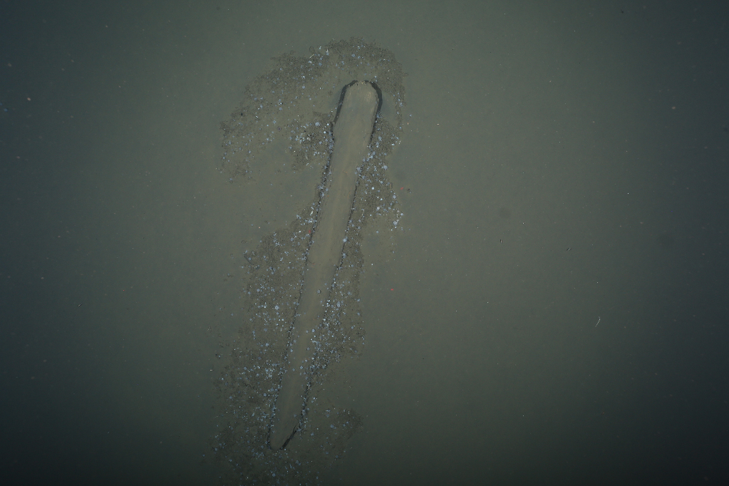 Living Archive What does Driftwood tell us about climate Change