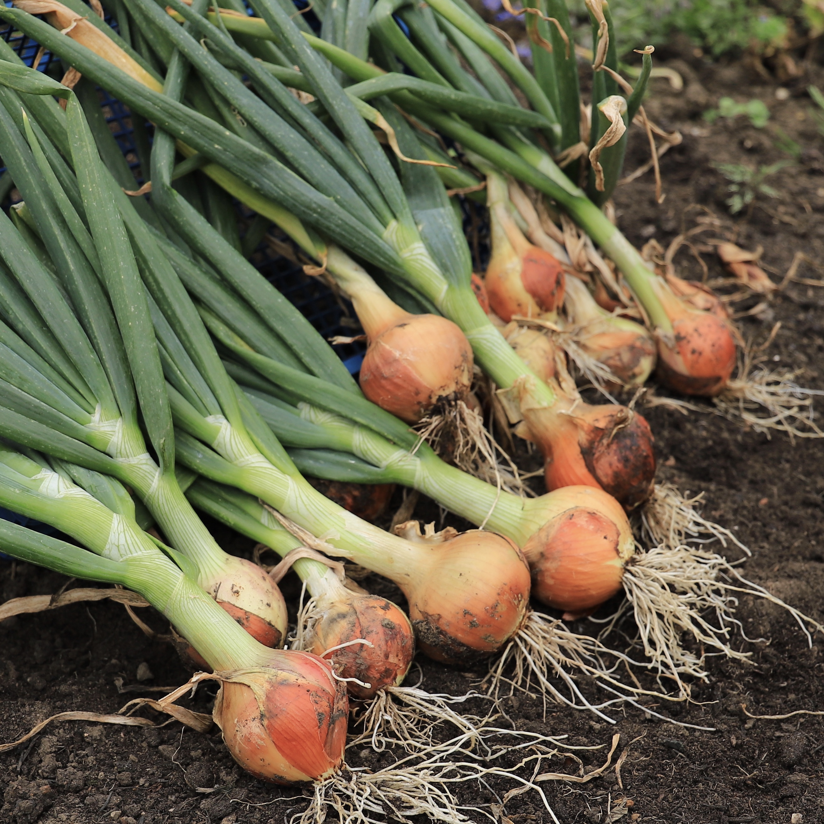 The Edible Allium REKHA'S GARDEN AND KITCHEN