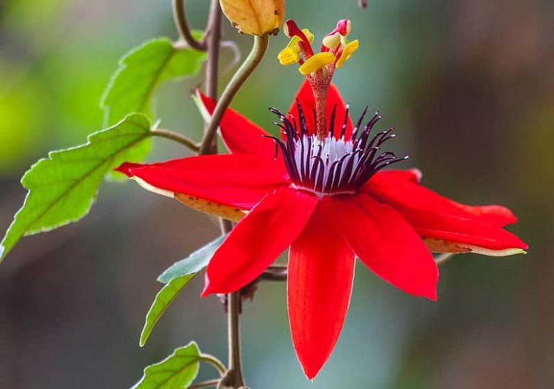 Passion flower care & overwintering (Passiflora)