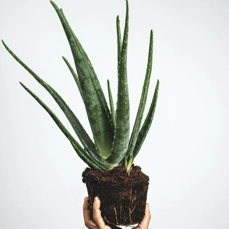 17 Best Windowsill Plants & How to Grow Them Relaxing Decor