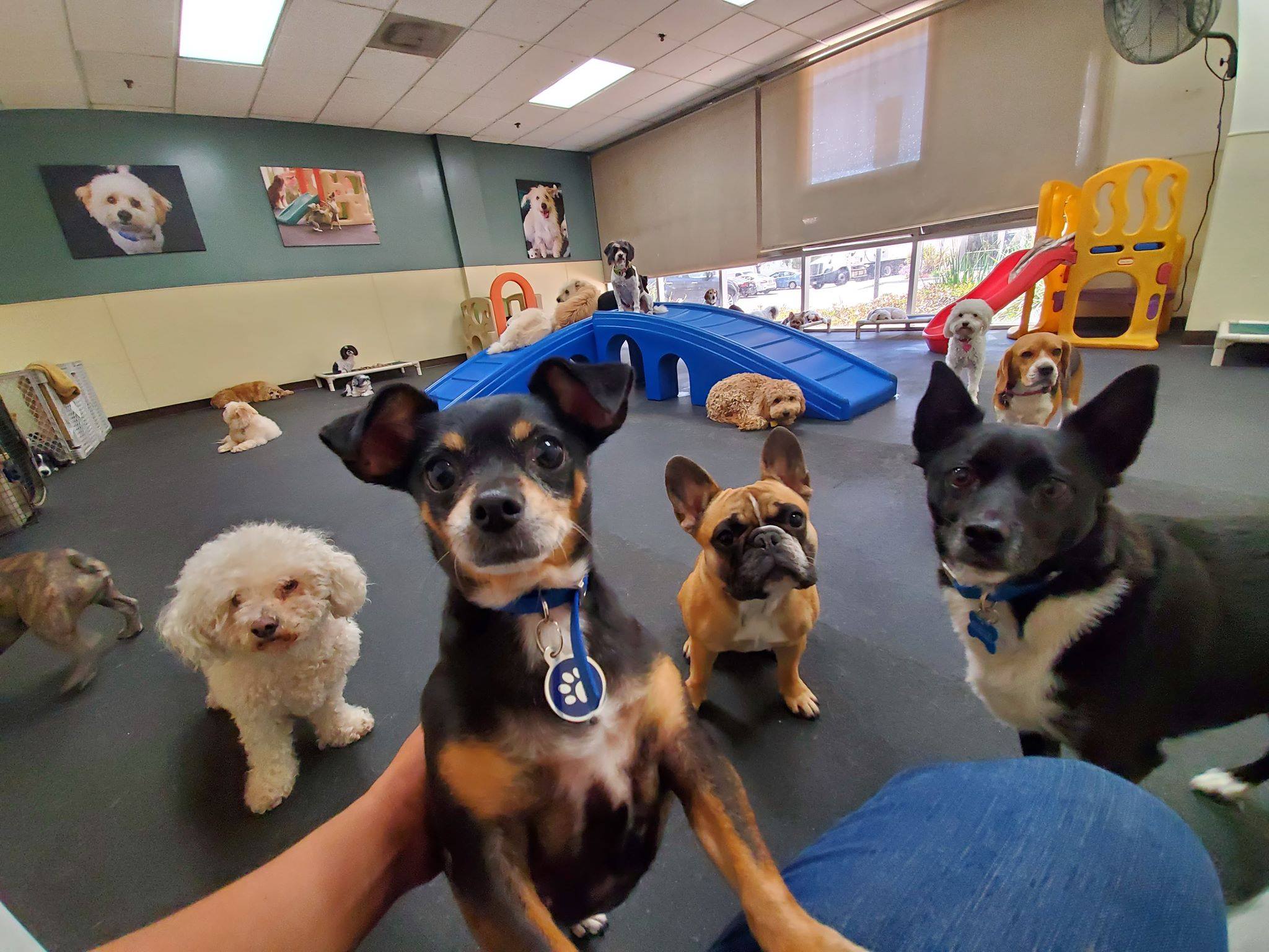 Paws Pet Resort Relax Williamsburg