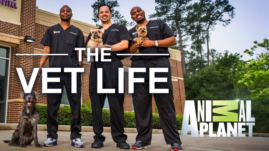 When Does The Vet Life Season 4 Start? Animal Release Date