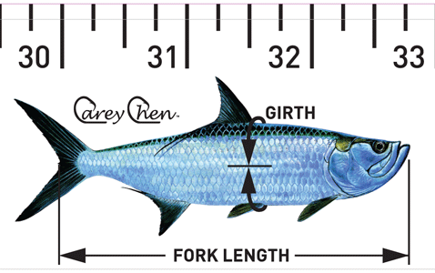 Tarpon – Release Ruler