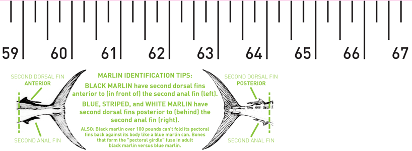 Blue &amp, Black Marlin Release Ruler Release Ruler