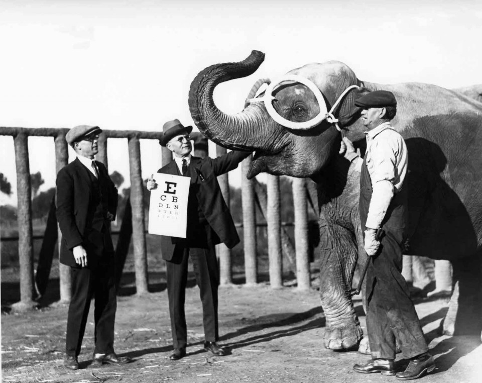 Oregon Live San Diego Zoo celebrates 100th anniversary this year Relevant Communications